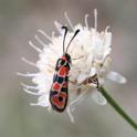 Zygaena fausta.JPG